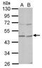 Osteomodulin antibody, GTX117636, GeneTex, Western Blot image 
