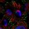 Sorting Nexin 32 antibody, PA5-59721, Invitrogen Antibodies, Immunofluorescence image 