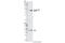 Regulator Of Chromosome Condensation 1 antibody, 4210S, Cell Signaling Technology, Western Blot image 