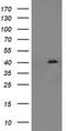 p38 MAPK antibody, LS-C787890, Lifespan Biosciences, Western Blot image 