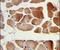 RuvB Like AAA ATPase 1 antibody, PA5-24579, Invitrogen Antibodies, Immunohistochemistry paraffin image 