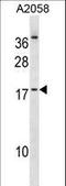 Nescient Helix-Loop-Helix 2 antibody, LS-C164870, Lifespan Biosciences, Western Blot image 