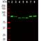 Ubiquilin 2 antibody, M02508, Boster Biological Technology, Western Blot image 