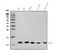 G Protein Subunit Gamma 7 antibody, A10690-1, Boster Biological Technology, Western Blot image 