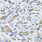 Solute Carrier Family 16 Member 4 antibody, 15-745, ProSci, Immunohistochemistry paraffin image 