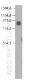 STAT3 antibody, 51076-2-AP, Proteintech Group, Western Blot image 