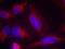 Fms Related Tyrosine Kinase 3 antibody, GTX50518, GeneTex, Immunofluorescence image 
