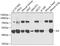 Integrin Linked Kinase antibody, 13-317, ProSci, Western Blot image 