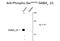 Gamma-Aminobutyric Acid Type A Receptor Beta3 Subunit antibody, GTX82680, GeneTex, Western Blot image 