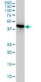 Nuclear Distribution C, Dynein Complex Regulator antibody, H00010726-M01, Novus Biologicals, Western Blot image 