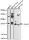 THAP domain-containing protein 1 antibody, 22-964, ProSci, Western Blot image 