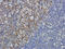 Cathepsin G antibody, orb322976, Biorbyt, Immunohistochemistry paraffin image 