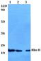 Rho-related GTP-binding protein RhoH antibody, PA5-75334, Invitrogen Antibodies, Western Blot image 