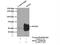 Serum/Glucocorticoid Regulated Kinase 1 antibody, 23394-1-AP, Proteintech Group, Immunoprecipitation image 