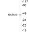 GATA Binding Protein 5 antibody, LS-C291693, Lifespan Biosciences, Western Blot image 