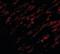 Uracil DNA Glycosylase antibody, orb86812, Biorbyt, Immunofluorescence image 