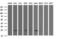 RING1 And YY1 Binding Protein antibody, M04316-1, Boster Biological Technology, Western Blot image 