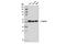 Tubulin antibody, 15115S, Cell Signaling Technology, Western Blot image 