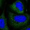 TRNA Splicing Endonuclease Subunit 54 antibody, PA5-62729, Invitrogen Antibodies, Immunofluorescence image 