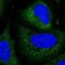 TRNA Splicing Endonuclease Subunit 54 antibody, PA5-62729, Invitrogen Antibodies, Immunofluorescence image 