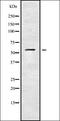 Potassium Voltage-Gated Channel Modifier Subfamily S Member 1 antibody, orb338564, Biorbyt, Western Blot image 