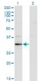 RASD Family Member 2 antibody, H00023551-M02, Novus Biologicals, Western Blot image 
