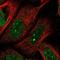 Proteasome Subunit Alpha 5 antibody, NBP1-86839, Novus Biologicals, Immunofluorescence image 