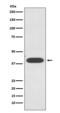 Zinc-alpha-2-glycoprotein antibody, M02718-1, Boster Biological Technology, Western Blot image 