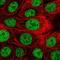 DDB1 And CUL4 Associated Factor 4 antibody, PA5-61485, Invitrogen Antibodies, Immunofluorescence image 