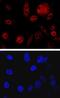 Inositol Polyphosphate Phosphatase Like 1 antibody, MAB5389, R&D Systems, Immunofluorescence image 