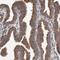 Dishevelled Segment Polarity Protein 2 antibody, NBP1-87550, Novus Biologicals, Immunohistochemistry frozen image 