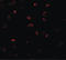 Bone Morphogenetic Protein 15 antibody, LS-C153715, Lifespan Biosciences, Immunofluorescence image 