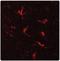 CD11b antibody, AP31807PU-N, Origene, Immunofluorescence image 