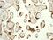 Prohibitin antibody, ab75766, Abcam, Immunohistochemistry paraffin image 