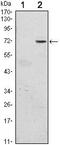 Growth Factor Independent 1 Transcriptional Repressor antibody, MA5-15688, Invitrogen Antibodies, Western Blot image 