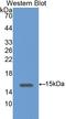 Syndecan 4 antibody, LS-C296560, Lifespan Biosciences, Western Blot image 