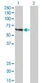 FA Complementation Group C antibody, H00002176-M01, Novus Biologicals, Western Blot image 