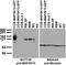 Mixed lineage kinase antibody, 73-355, Antibodies Incorporated, Western Blot image 