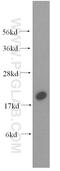 N(Alpha)-Acetyltransferase 50, NatE Catalytic Subunit antibody, 16120-1-AP, Proteintech Group, Western Blot image 