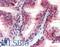 CUB Domain Containing Protein 1 antibody, LS-B15178, Lifespan Biosciences, Immunohistochemistry paraffin image 