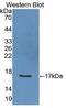 Interleukin 2 antibody, LS-C372459, Lifespan Biosciences, Western Blot image 