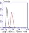 Autophagy Related 7 antibody, NBP2-67596, Novus Biologicals, Flow Cytometry image 