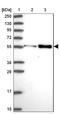 Pyruvate Dehydrogenase Kinase 3 antibody, NBP2-13745, Novus Biologicals, Western Blot image 