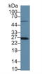 Methionine Sulfoxide Reductase A antibody, abx131481, Abbexa, Western Blot image 