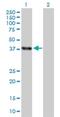 ELAV Like RNA Binding Protein 4 antibody, H00001996-D01P, Novus Biologicals, Western Blot image 