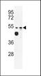 MARVEL Domain Containing 2 antibody, 63-842, ProSci, Western Blot image 