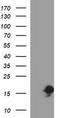 Apoptosis regulatory protein Siva antibody, CF506828, Origene, Western Blot image 