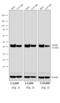 Rabbit IgG Fc antibody, A16124, Invitrogen Antibodies, Western Blot image 