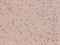 Protein FAM161B antibody, 204723-T08, Sino Biological, Immunohistochemistry paraffin image 