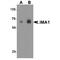 LIM Domain And Actin Binding 1 antibody, TA349125, Origene, Western Blot image 